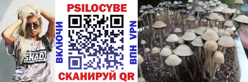 Псилоцибиновые грибы Psilocybe  Северобайкальск 